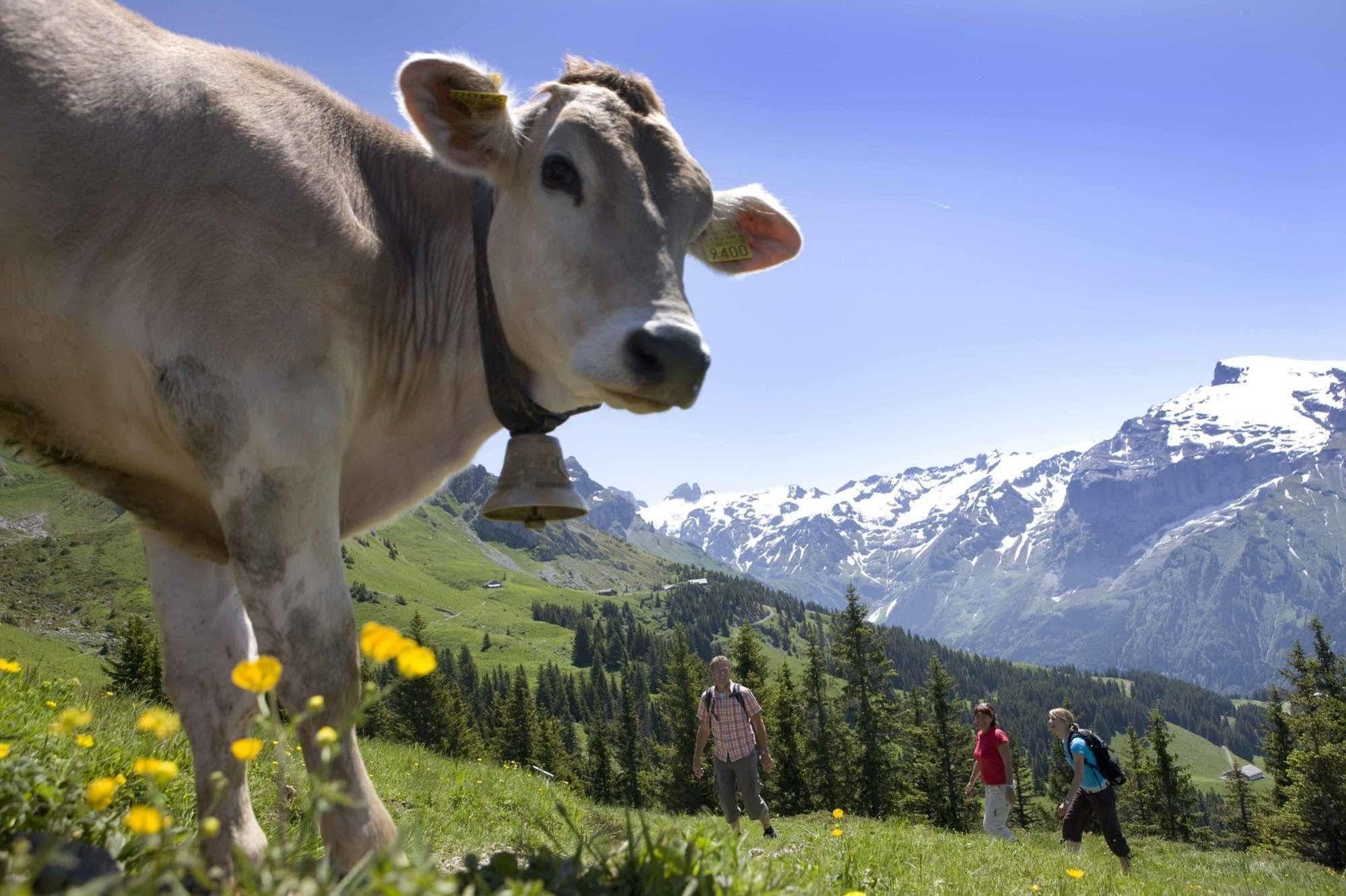 Berglodge Restaurant Ristis Engelberg Exteriér fotografie